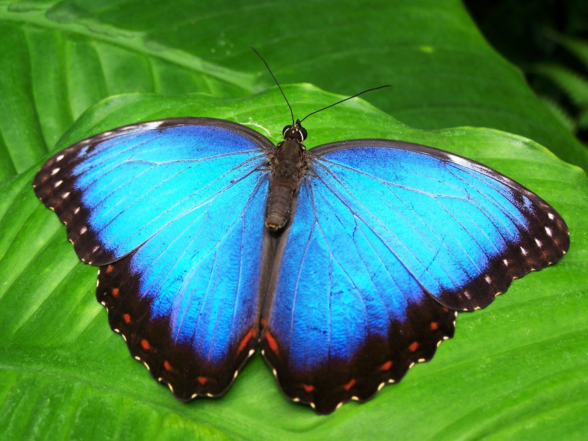 Schmetterling, die Projekten und jungen Unternehmen helfen sollen